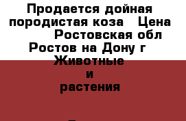 Продается дойная породистая коза › Цена ­ 8 000 - Ростовская обл., Ростов-на-Дону г. Животные и растения » Другие животные   . Ростовская обл.,Ростов-на-Дону г.